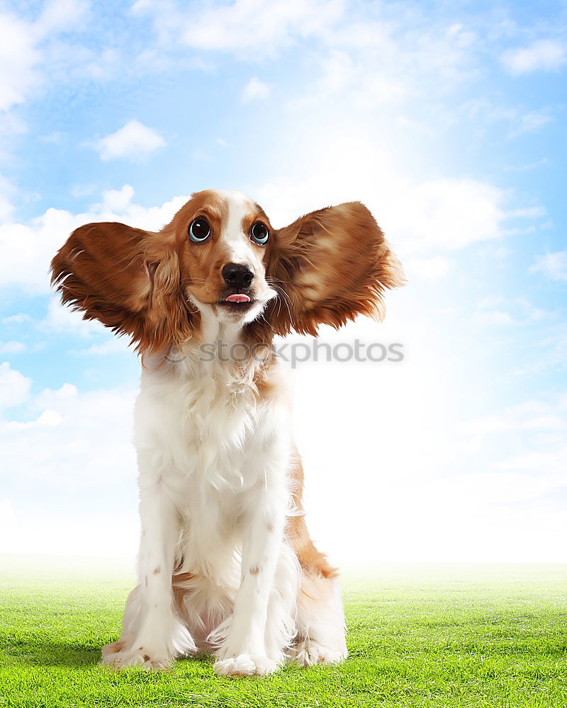 Similar – Carlos in the Wind Hund