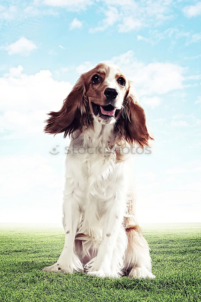 Similar – Image, Stock Photo portrait outdoors of a cute small dog smiling