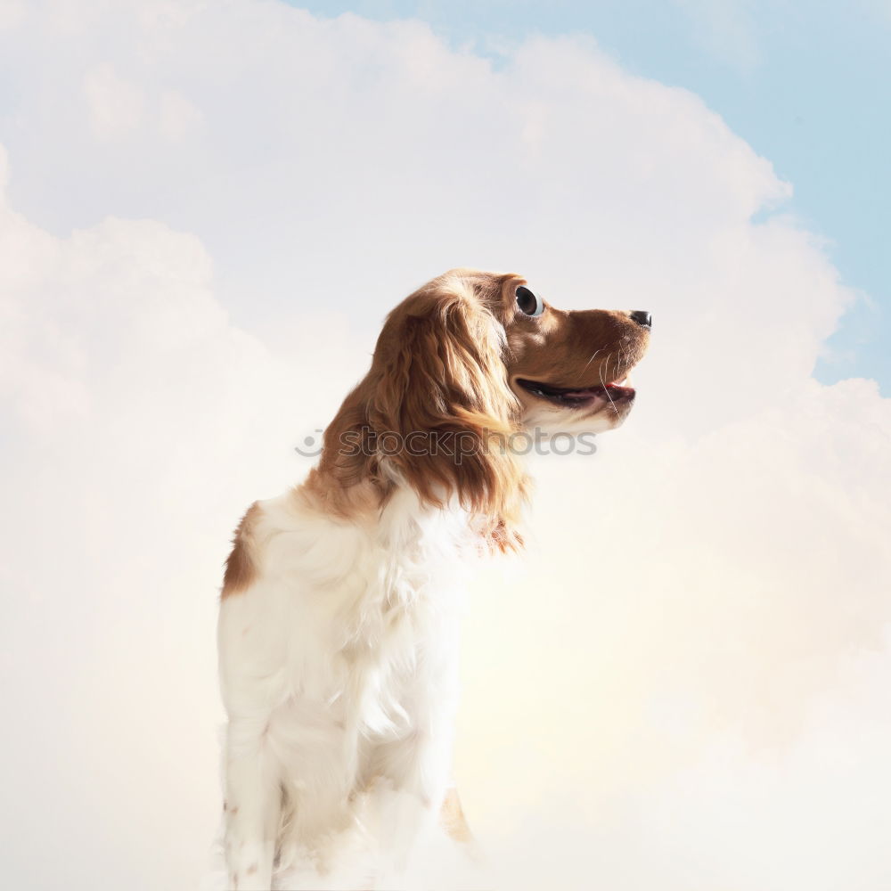 Similar – Dog in backlight