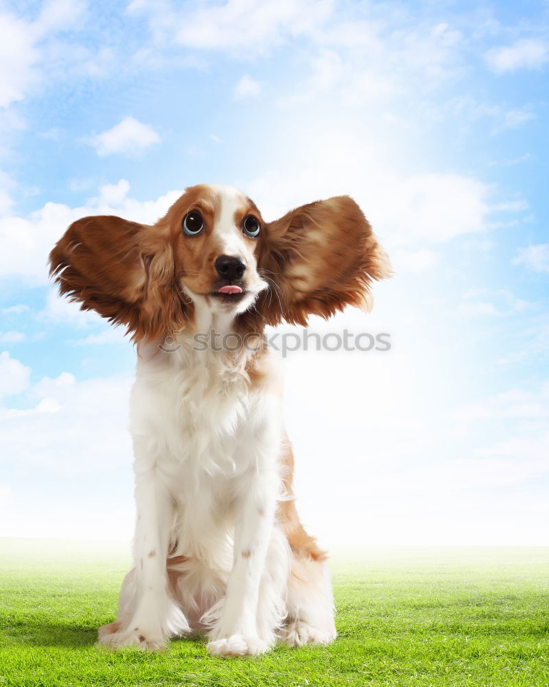 Similar – Carlos in the Wind Hund