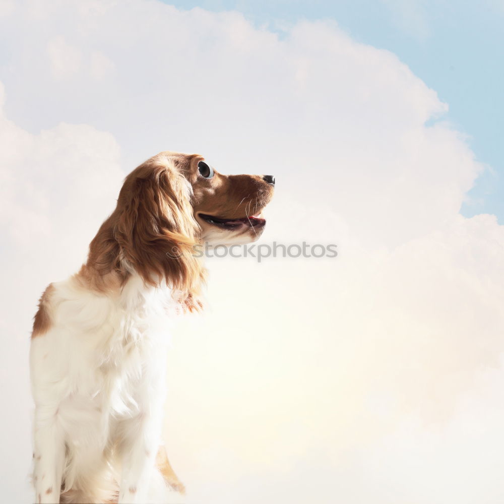 Similar – Image, Stock Photo Dog in backlight Pet