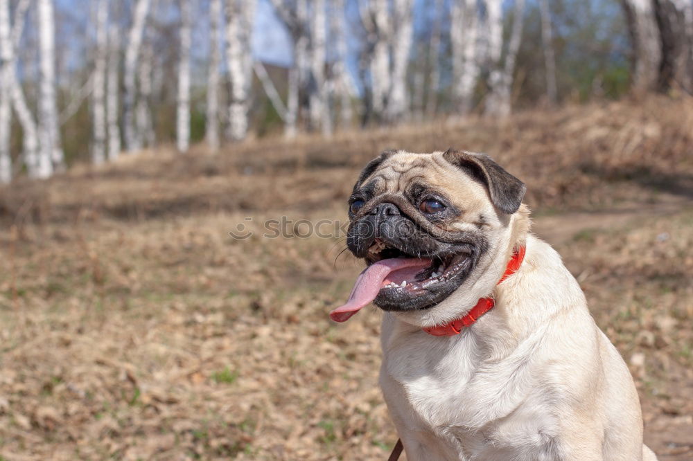 Similar – Cuckoo Dog Landscape Park