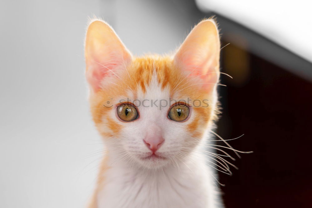 Image, Stock Photo cat Pet Fear Eyes watch