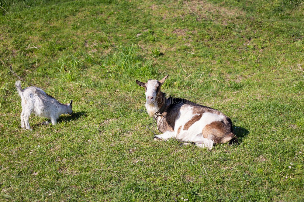 Similar – Image, Stock Photo I feeeeel good … Dog