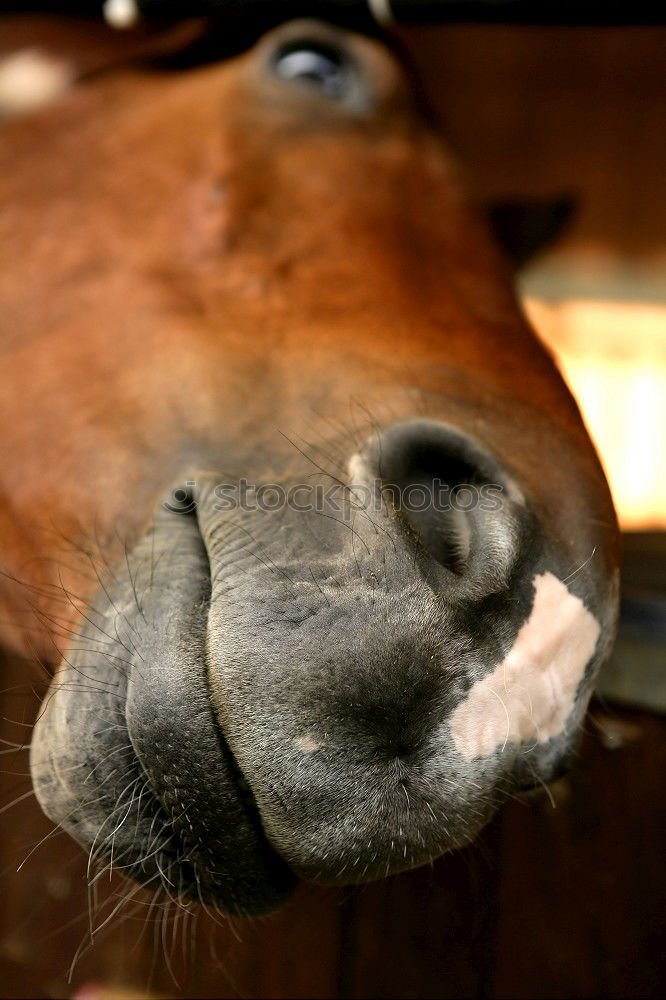 Zahnpflege Animal Horse