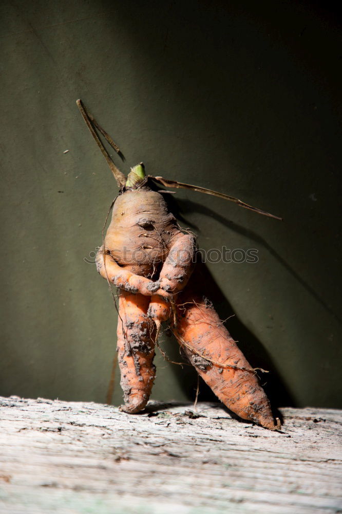 Similar – Image, Stock Photo Pumpking in a pile of trunks
