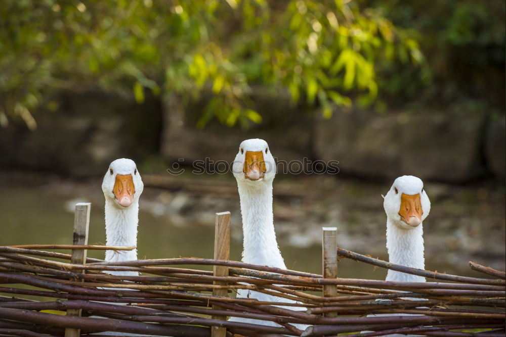 Image, Stock Photo Three funny white geese