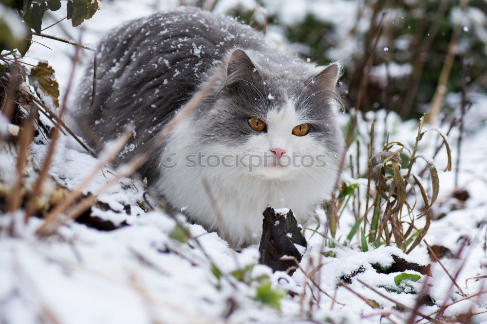 Similar – Image, Stock Photo Meow! Elegant Winter Ice