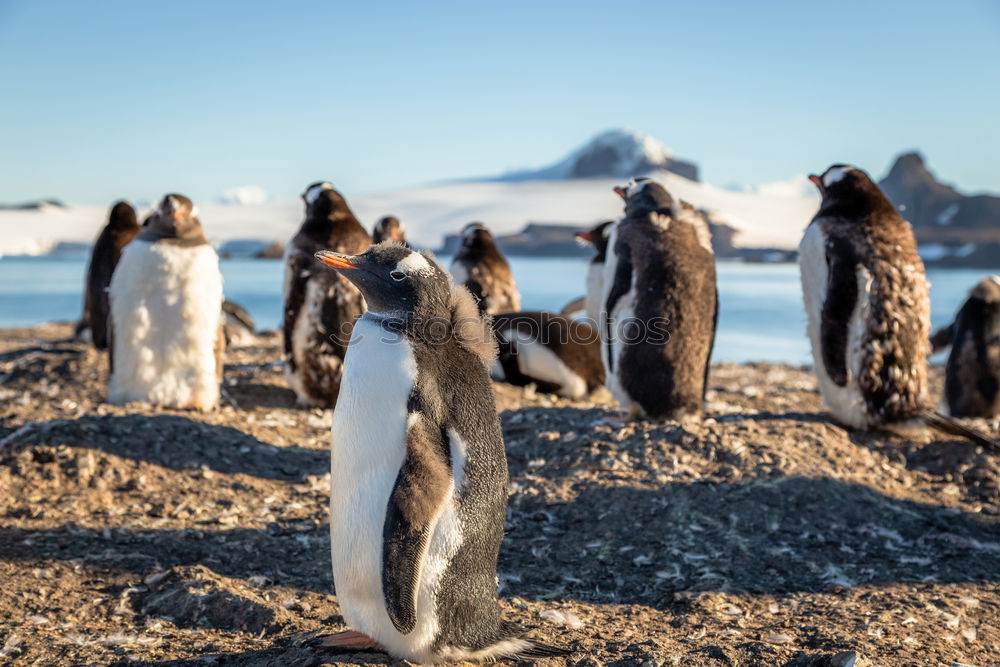 Similar – Gentoo penguins standing on the rocks and cruise ship