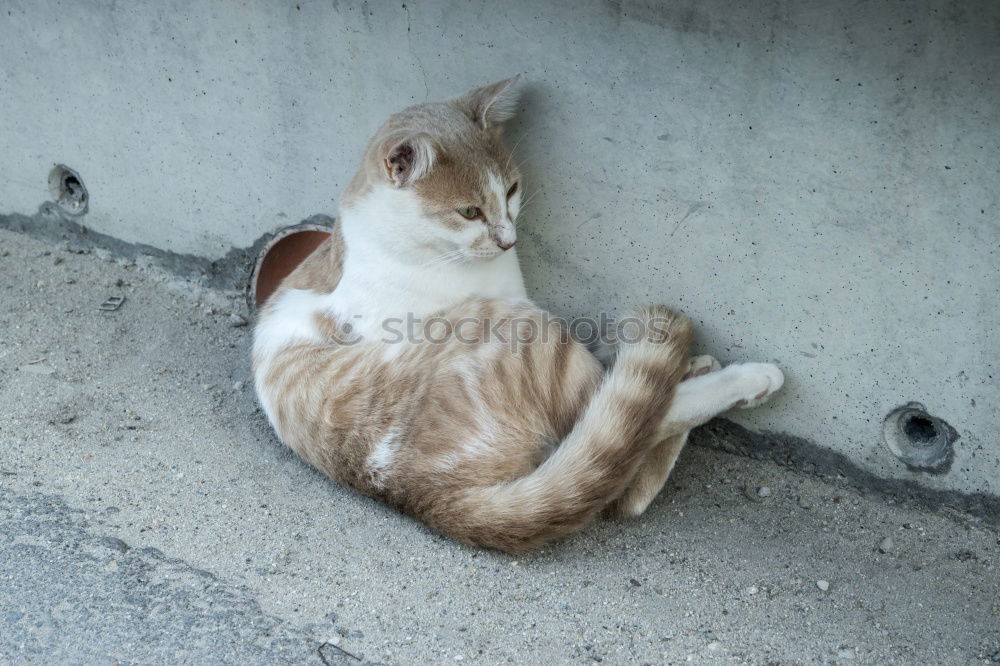 Similar – Image, Stock Photo Cat from above Black Gray