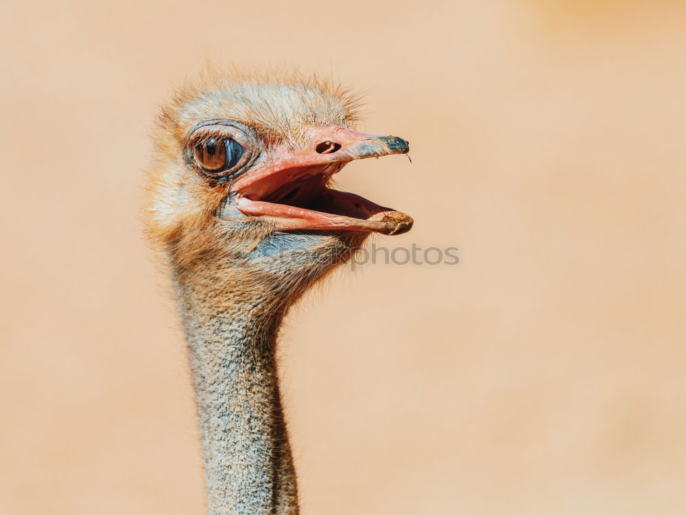 Funny Ostrich Bird Portrait