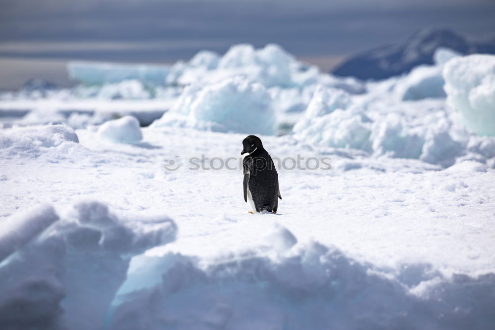 Similar – Foto Bild pinguin/2 Pinguin kalt Zoo