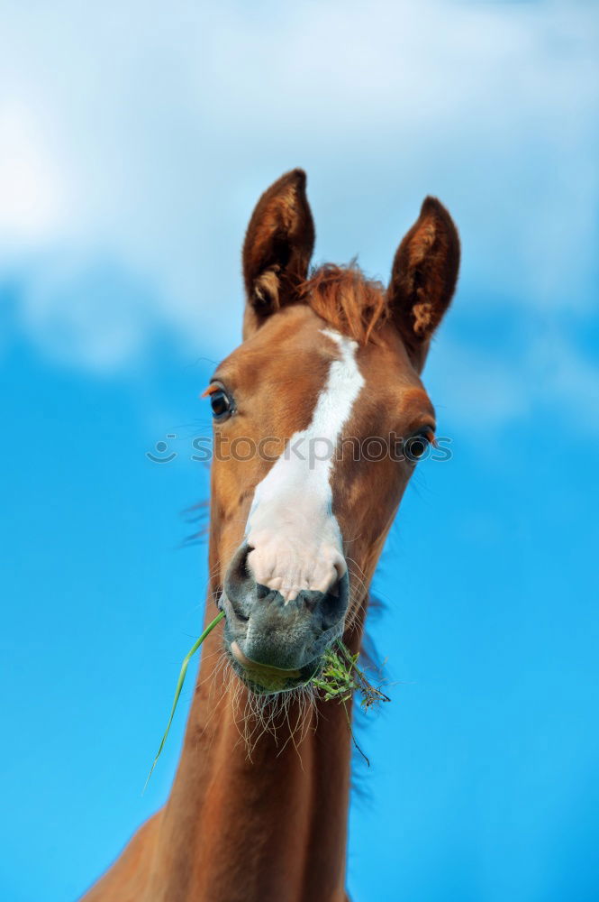 Similar – long face Pferd Kopf Tier