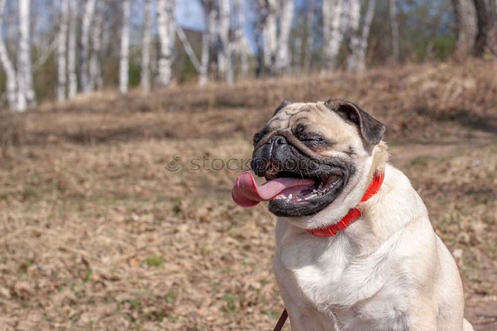 Similar – BOB BULLDOGGE Bulldogge