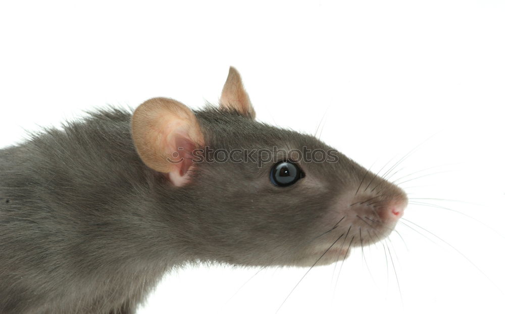 Similar – Image, Stock Photo Pinki the Rat Animal Pet