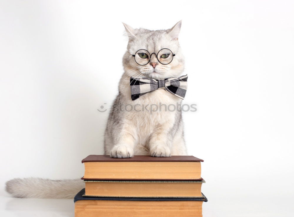 Similar – funny dog with glasses and a book on white background