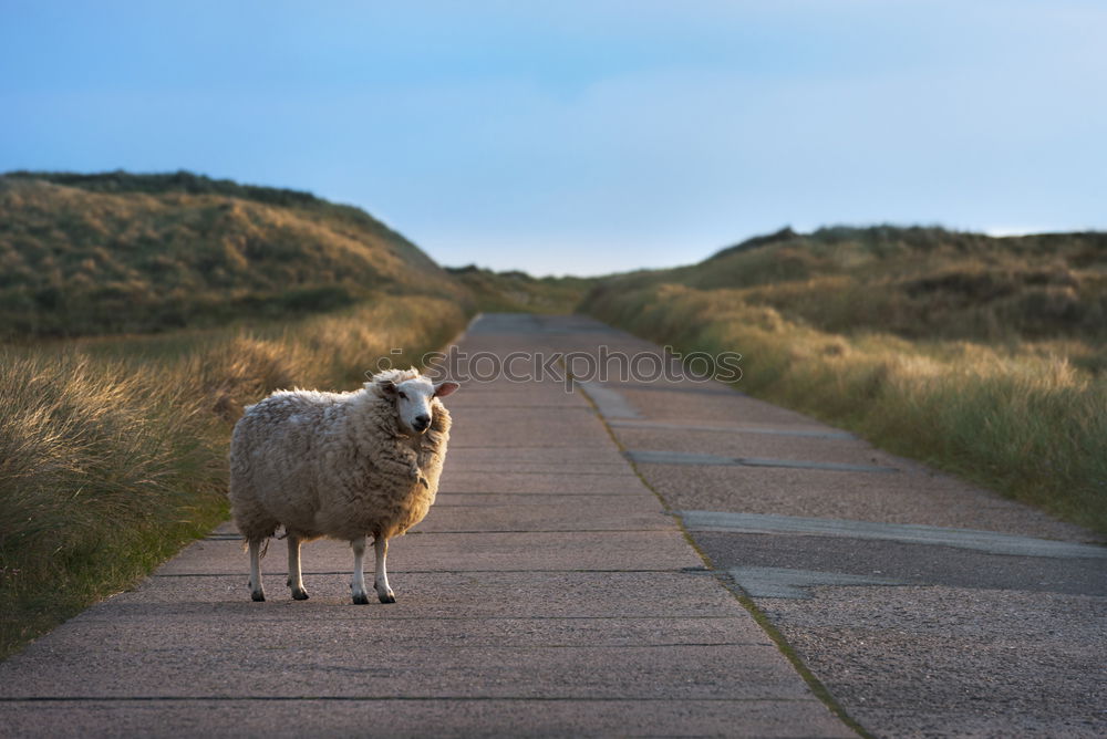 Similar – Image, Stock Photo now we’re going downhill…