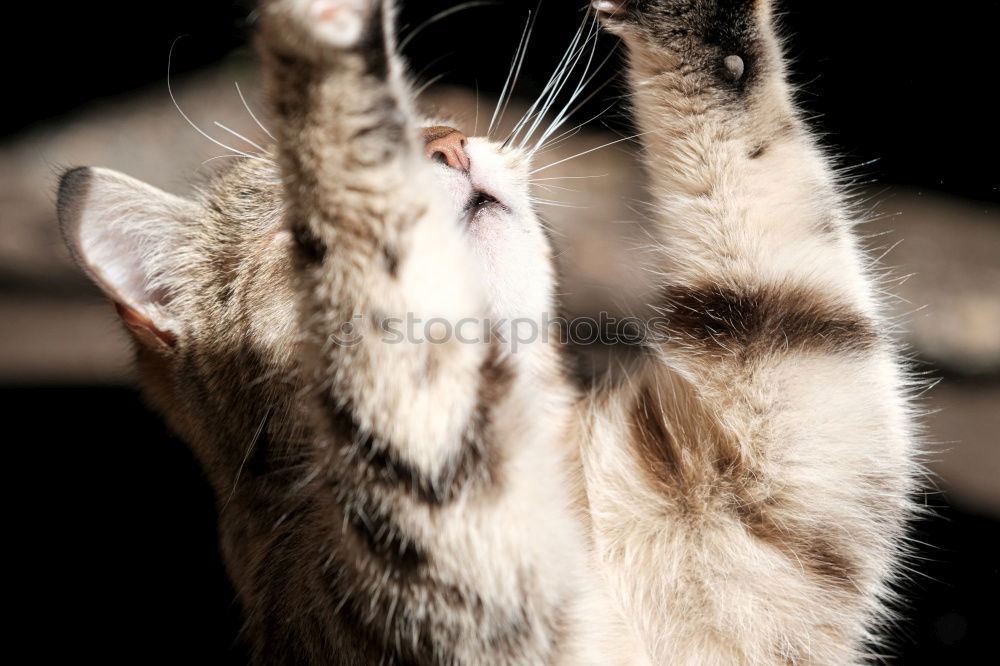 Similar – Image, Stock Photo Playing cats in nature, cat portraits