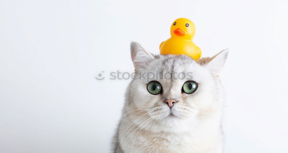 Similar – Image, Stock Photo surprise guest