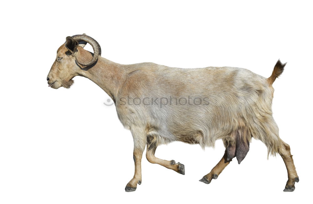 Similar – Horned Billy goat Animal