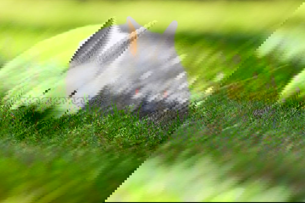 Similar – Image, Stock Photo small white bunny on lawn in the garden