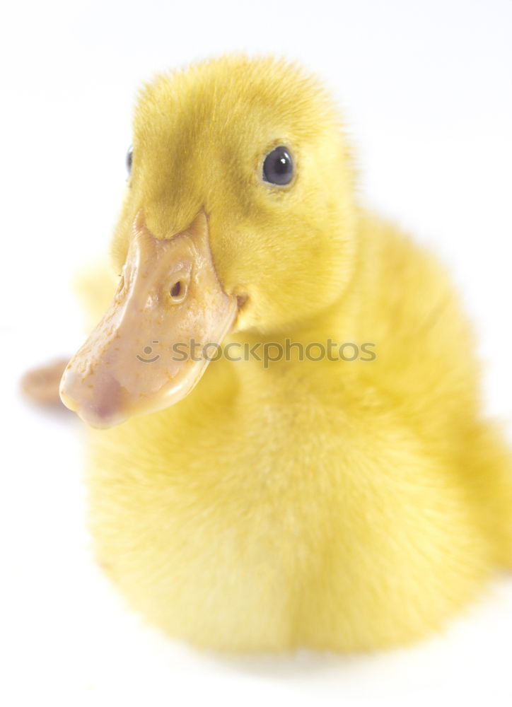 Similar – squeaky duck Squeak duck