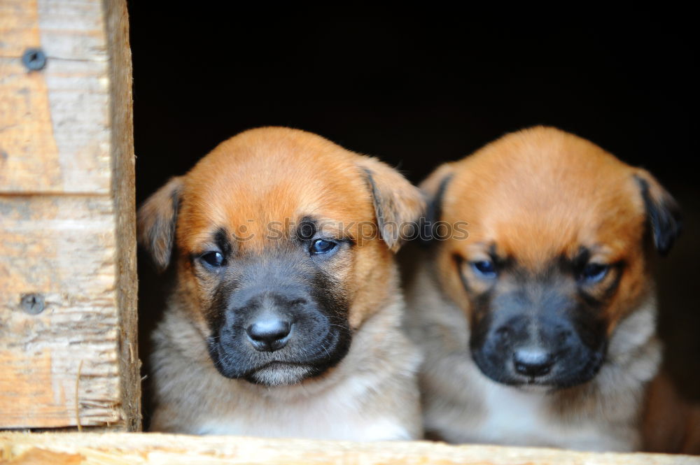 Similar – Image, Stock Photo Animal Animal face 1 Herd