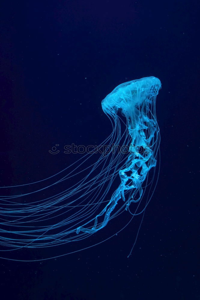 Similar – jellyfish Jellyfish