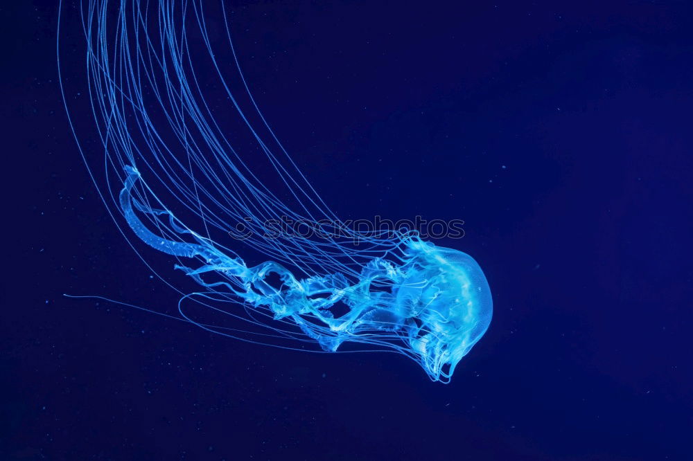 Similar – Image, Stock Photo Jellyfish in blue water in aquarium tank