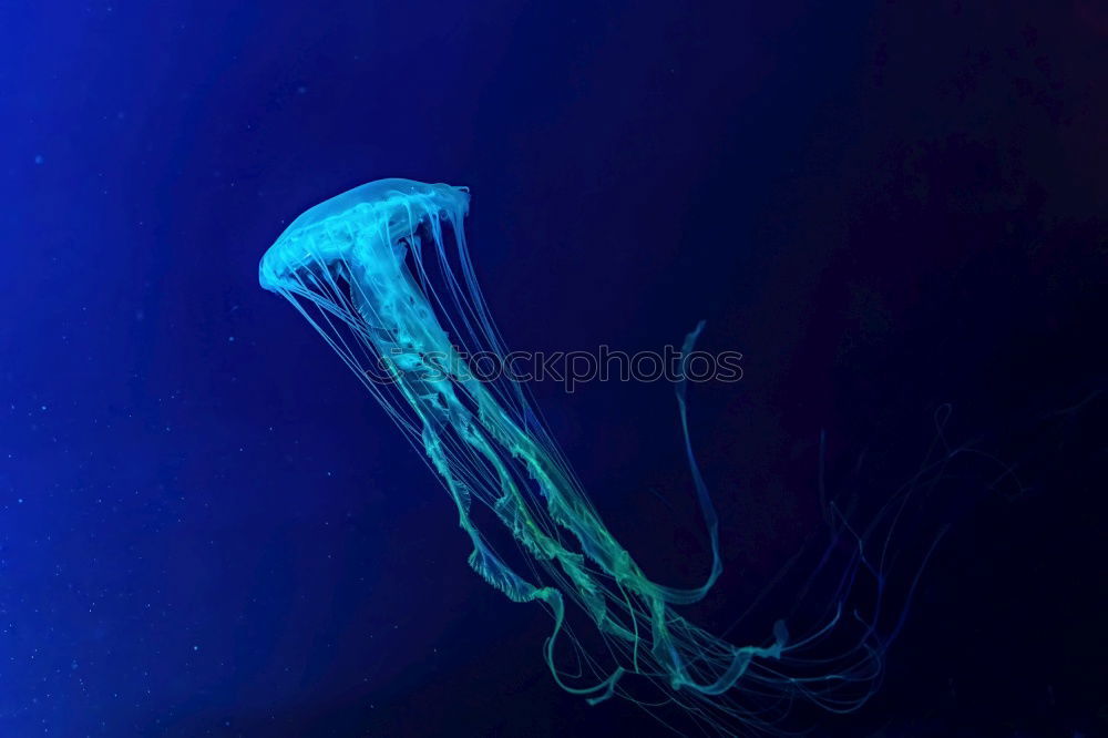 Similar – Jellyfish 2 Ocean Tentacle