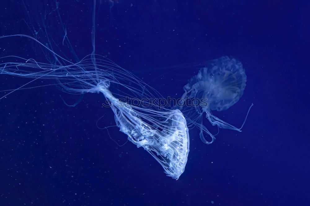 Similar – supposed home Jellyfish