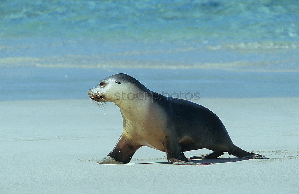 Similar – seal Environment Nature