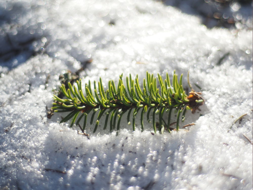 Similar – Image, Stock Photo ice flowers Cold Frost