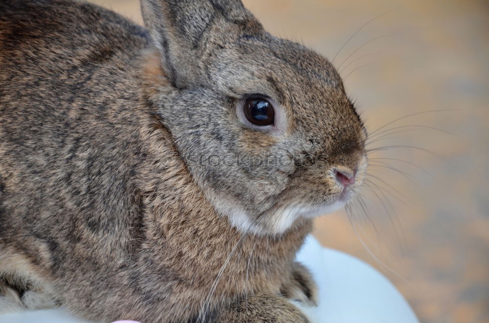 Similar – Hanni Bunny Animal Pelt