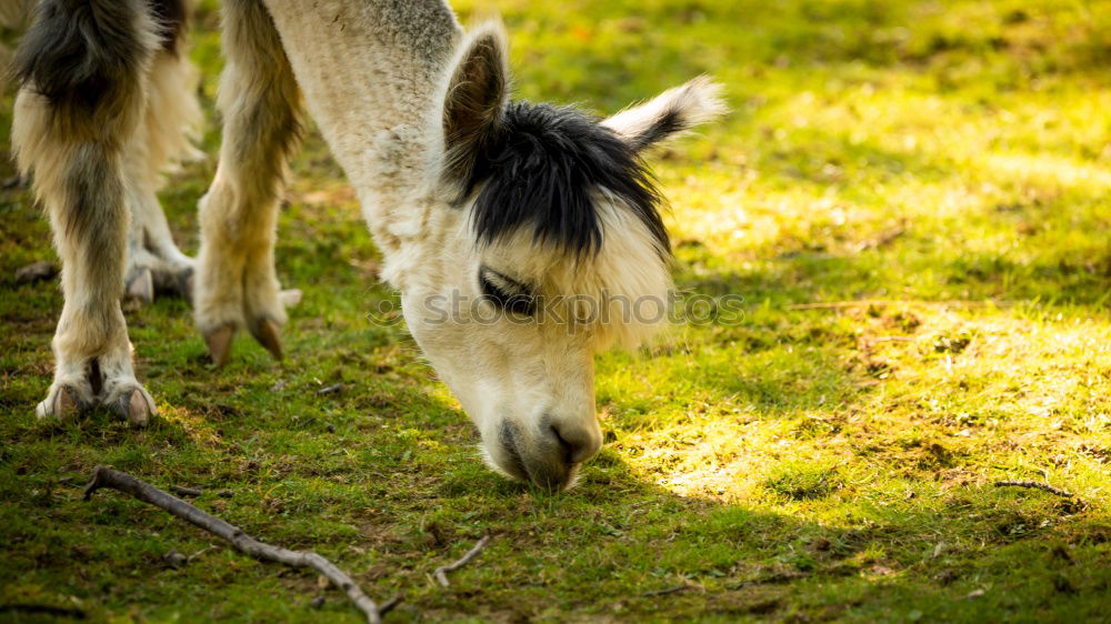 cow feet Meadow