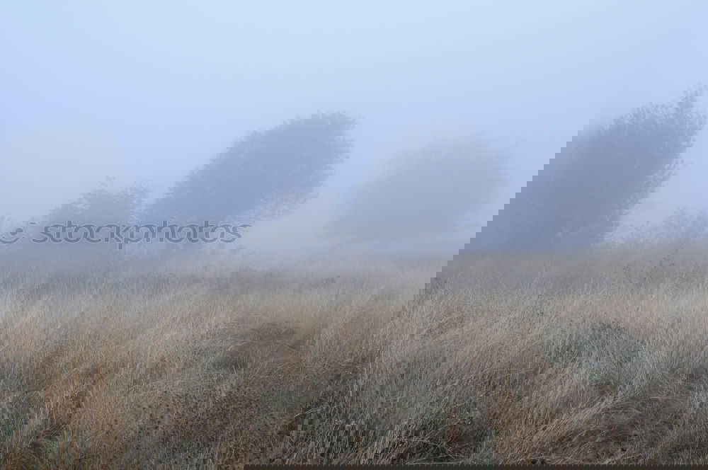 Similar – Image, Stock Photo Cow(l) Environment Nature