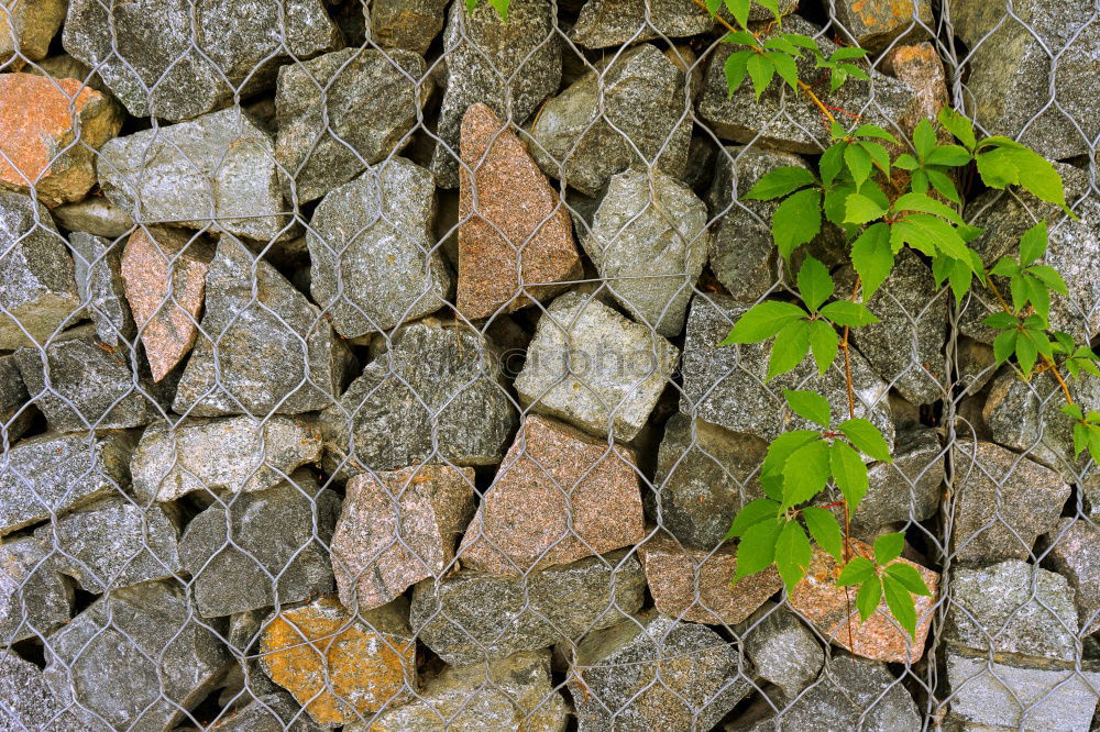 Similar – mauerBLÜMCHEN Spring