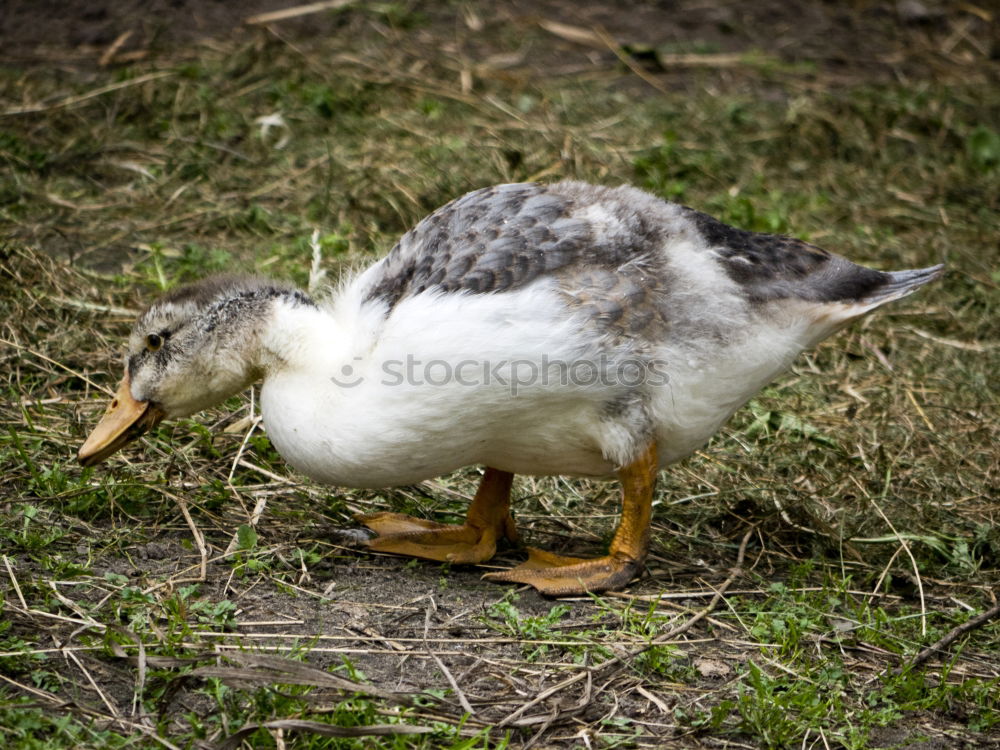 Similar – Image, Stock Photo autumn gull Seagull Bird