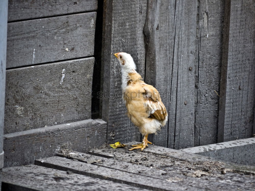 Similar – Image, Stock Photo The Lonely Bird Nature