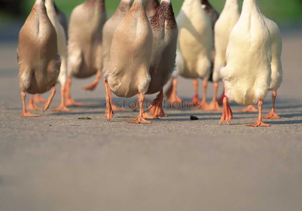 Similar – Image, Stock Photo goose and gar …