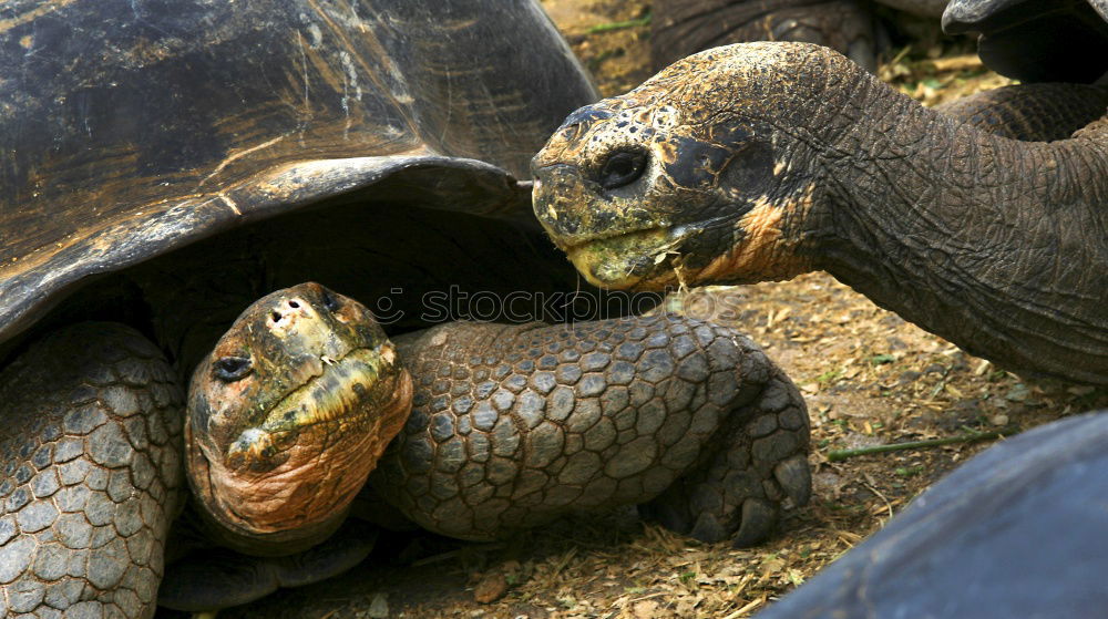 Similar – Foto Bild Kind mit zwei Schildkröten