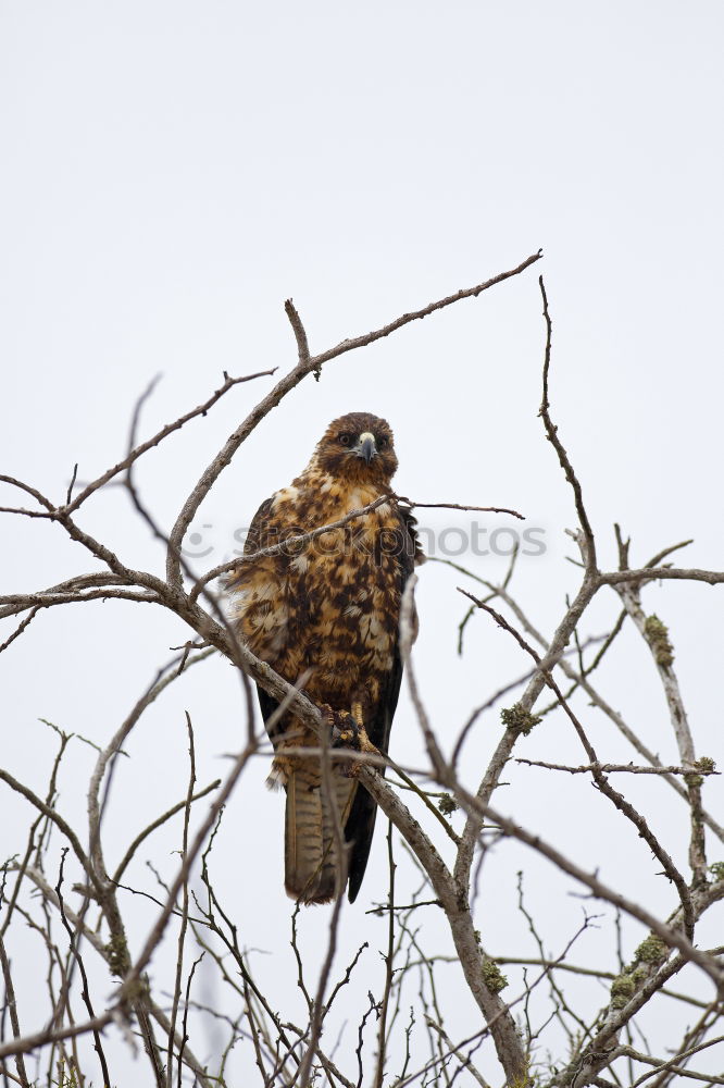 Similar – Image, Stock Photo Buzzard on the lookout