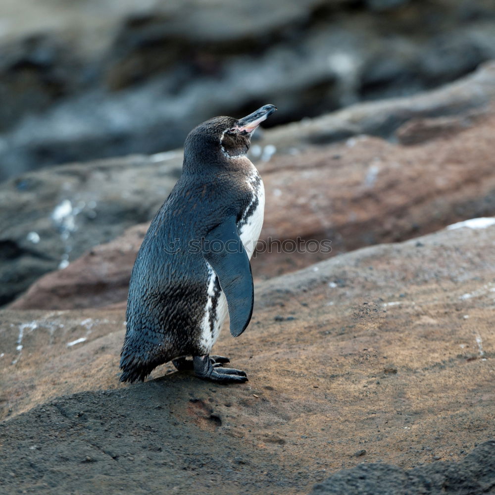 Similar – swimming penguin, humboldt penguin