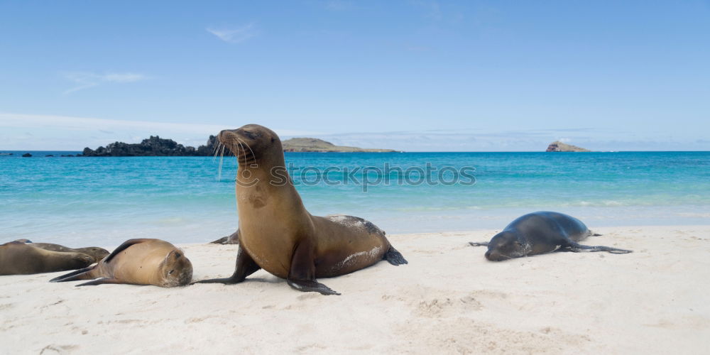 Similar – Foto Bild Seehund Tier Meer Strand