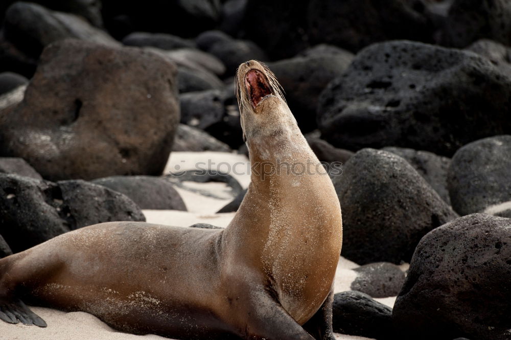 Similar – Image, Stock Photo Seal near Dunvegan Castle on the Isle of Skye