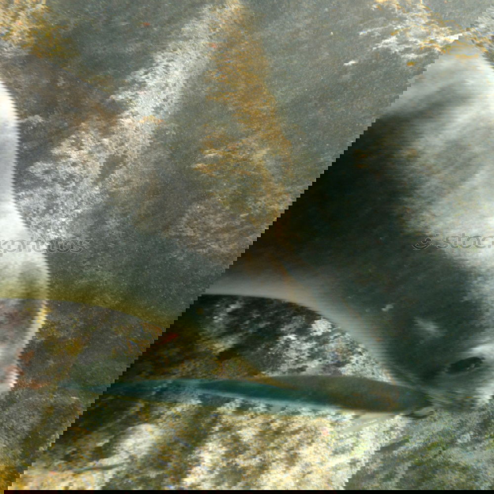 Similar – Foto Bild Schau mir in die Augen kleines