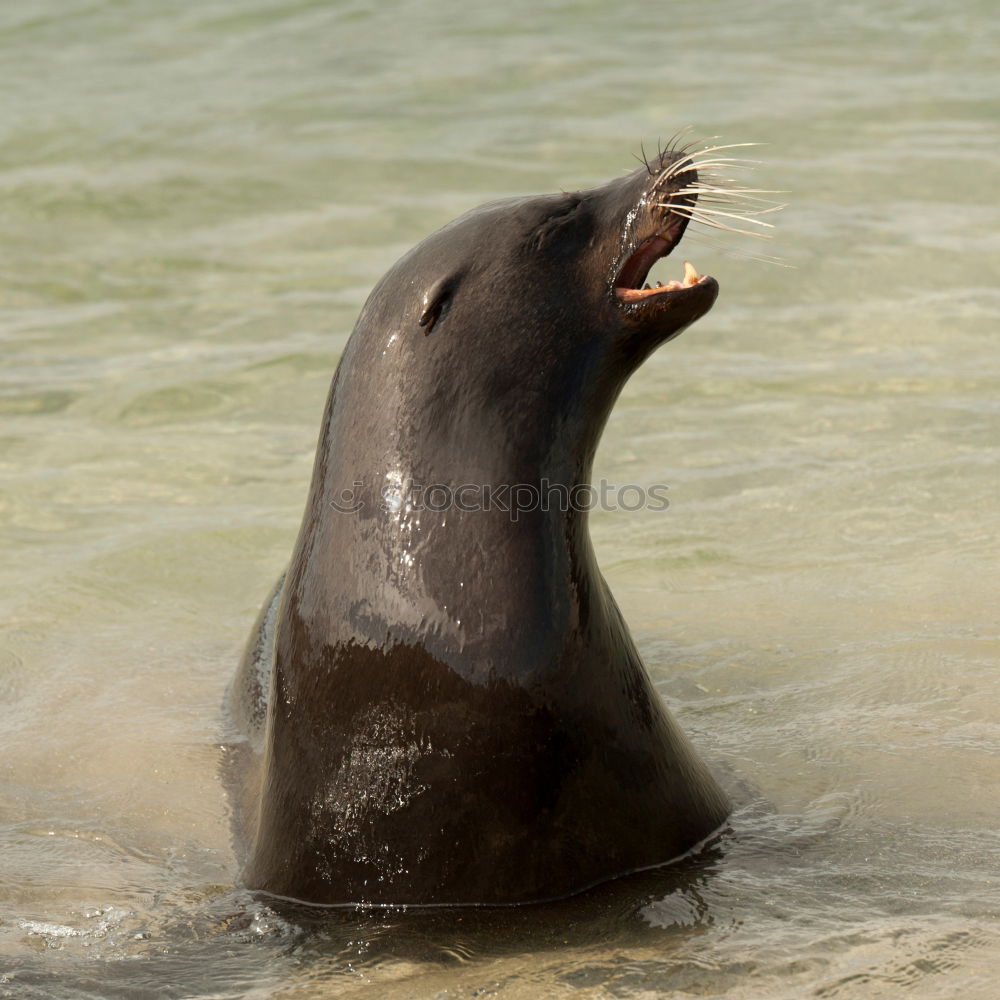 Similar – Screaming/Calling Seal