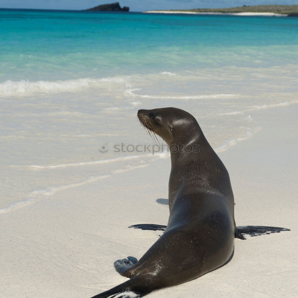 Foto Bild Seehund Tier Meer Strand