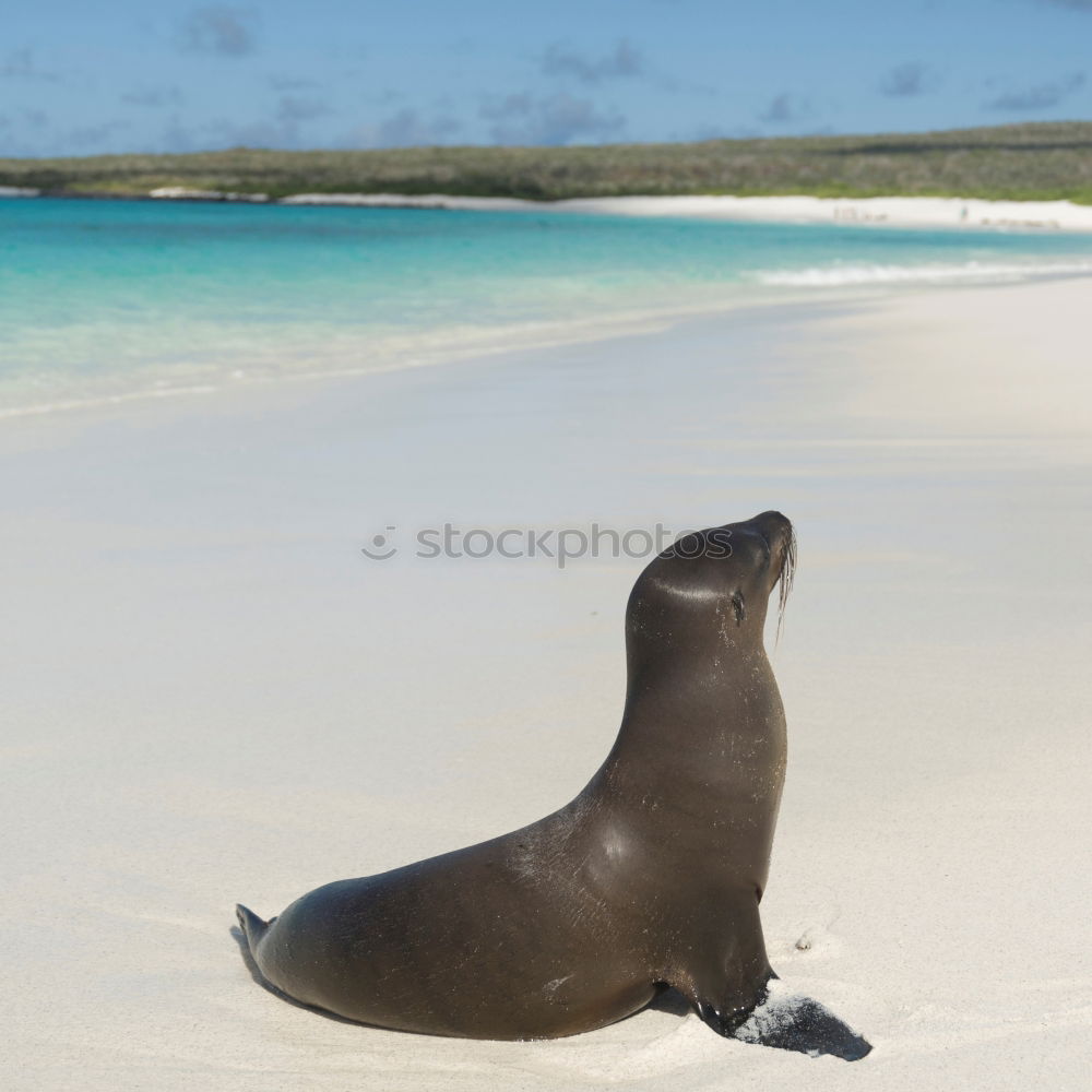 Similar – Foto Bild Seehund Tier Meer Strand