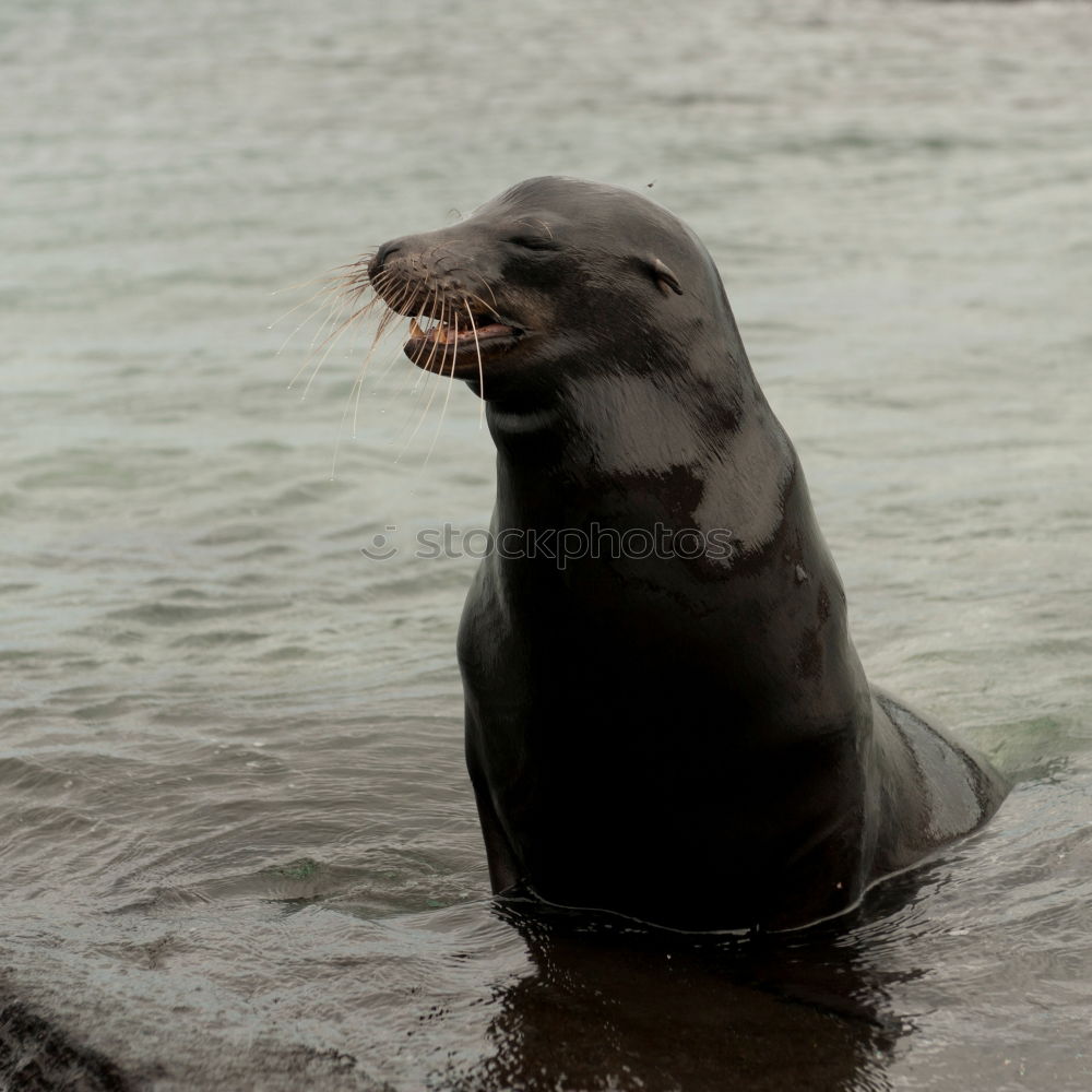 Similar – Image, Stock Photo Seal with open mouth